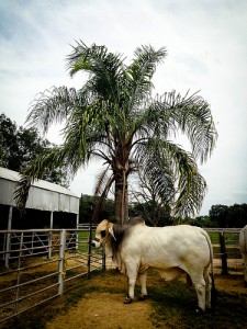 TALL HOU Bull Palm