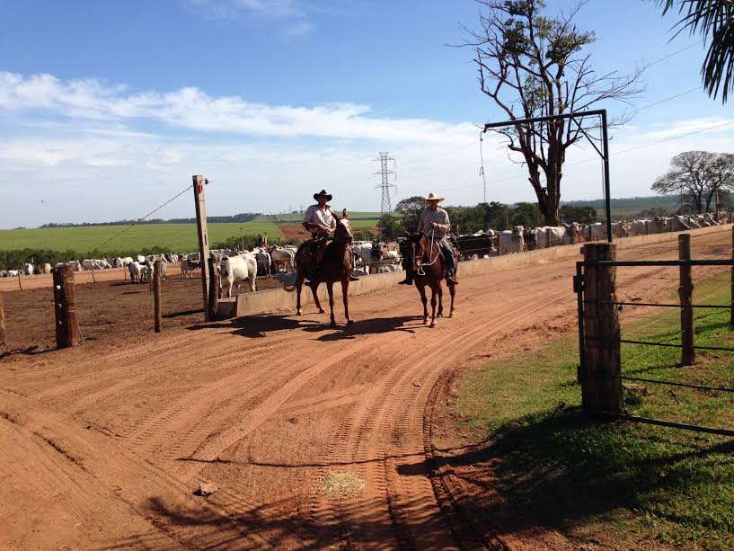 Brazilian Cowboys on Farm