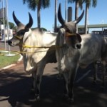Brazilian cattle show ExpoZebu