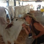 Brazilian cattle show ExpoZebu