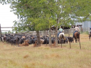 Cows in Pin