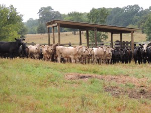 Calves on ranch