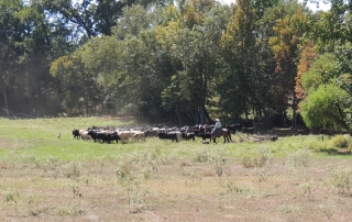 Cattle Drive - The -Live- Stock Market
